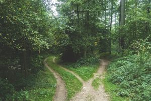 two publishing paths